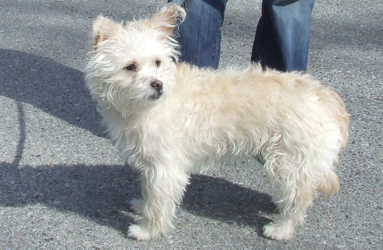 westie mixes